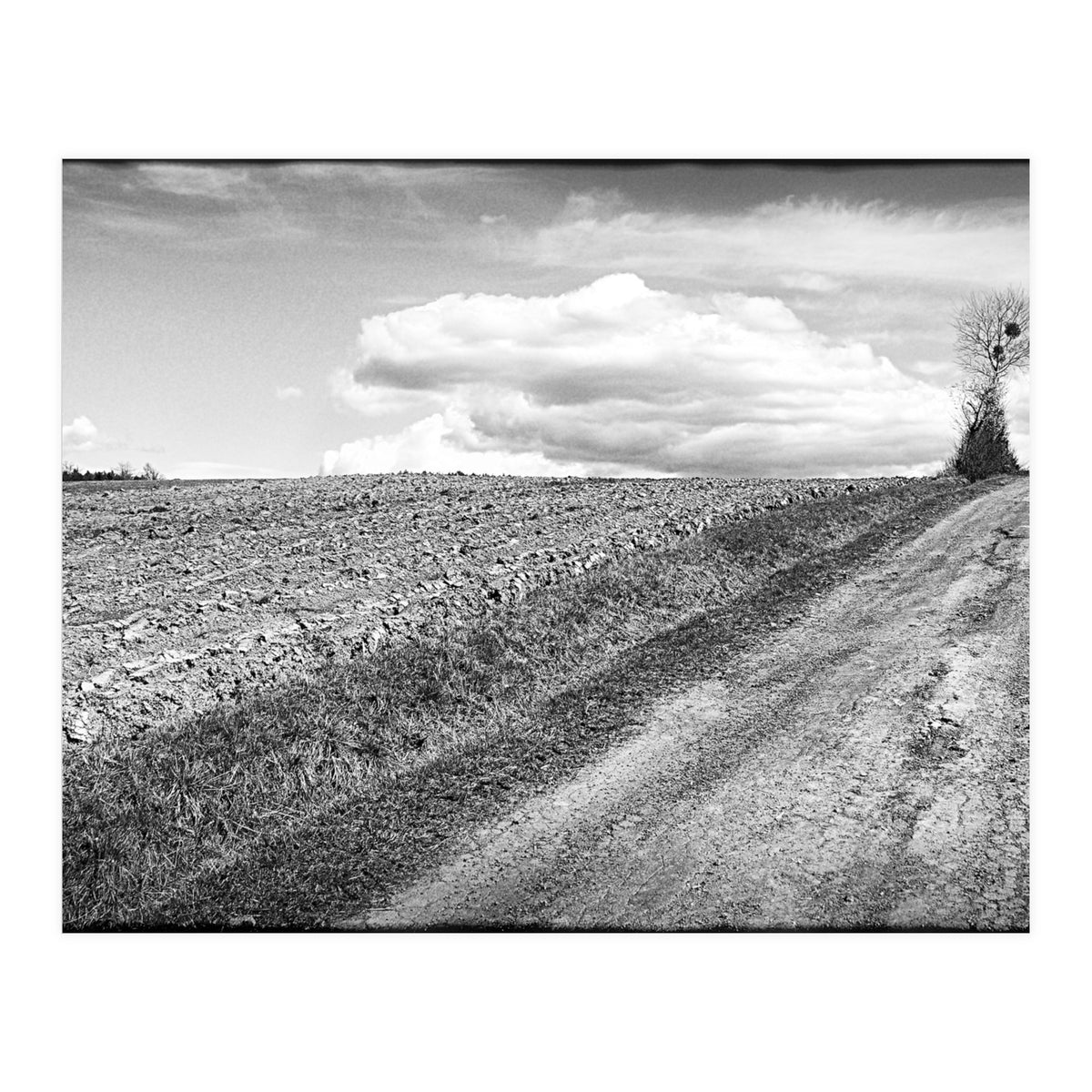 Lonely tree (Print Only)