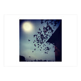 Free Birds (Print Only) thumbnail