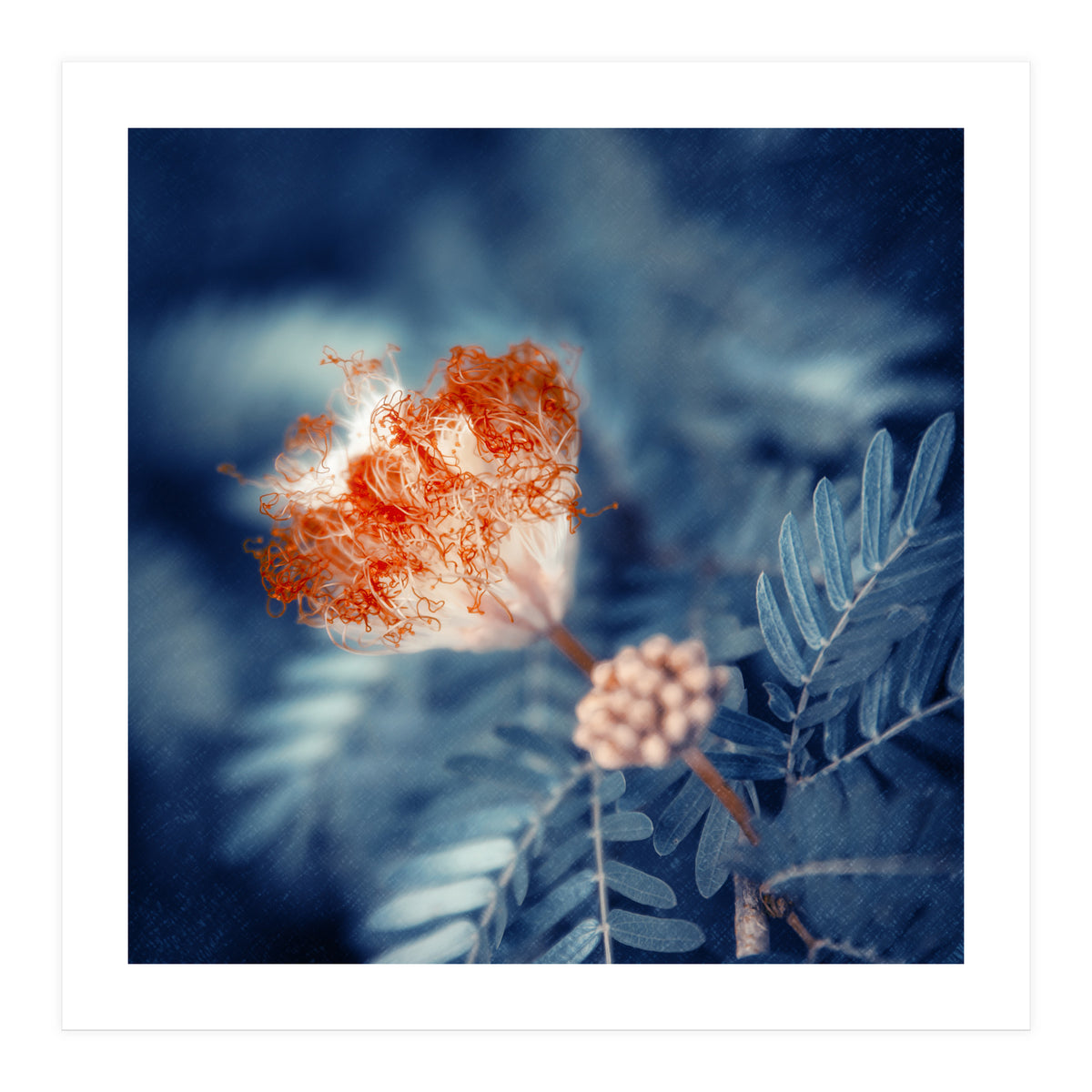 Acacia Flower (Print Only)