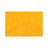 Autumn Leaf (Print Only) thumbnail
