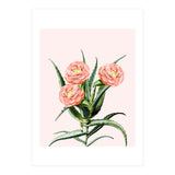 Blush Cactus V2 (Print Only) thumbnail