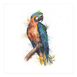Parrot - Wildlife Collection (Print Only) thumbnail