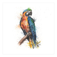 Parrot - Wildlife Collection (Print Only)