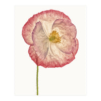 Cc Poppy 06 (Print Only)