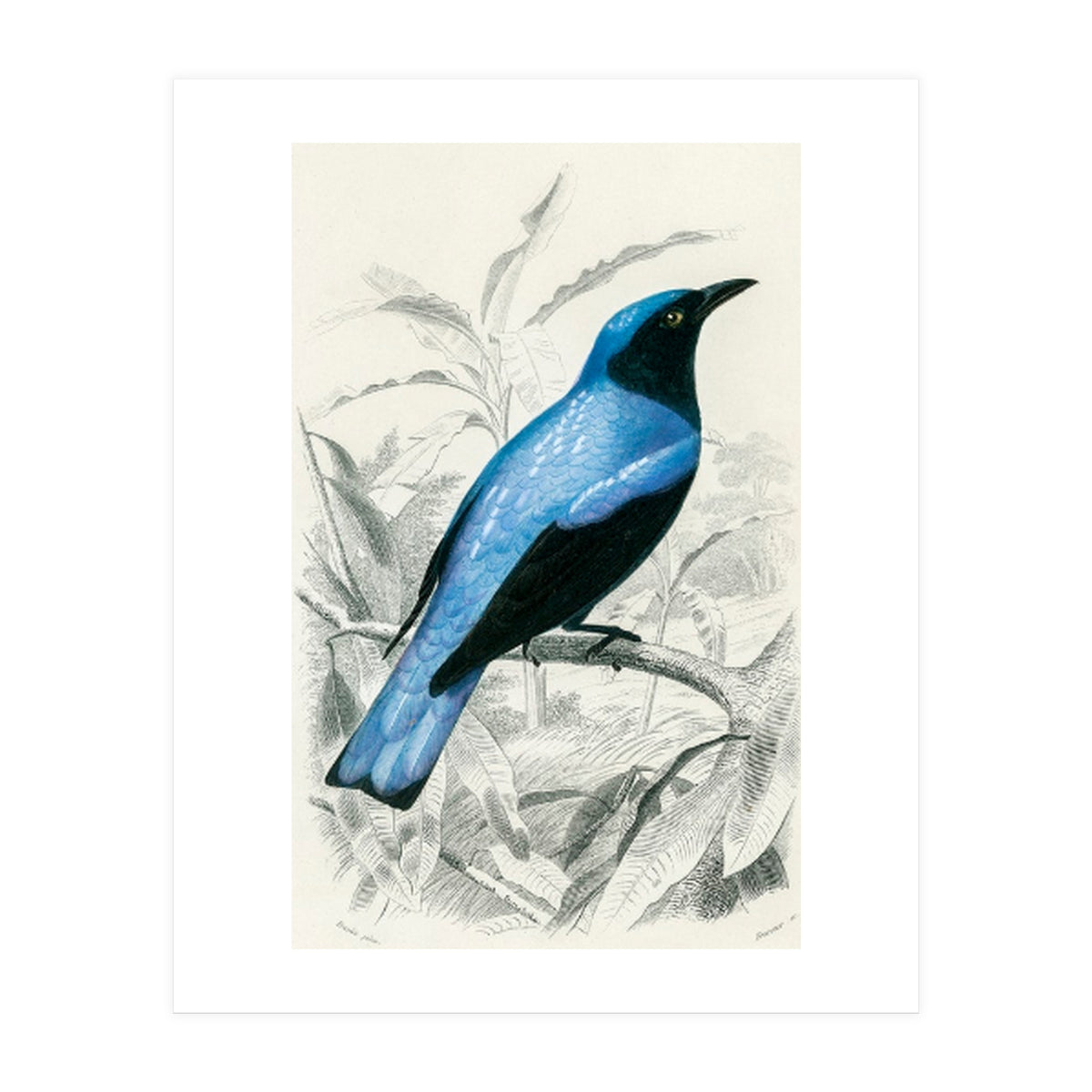 Square-tailed drongo illustrated (Print Only)