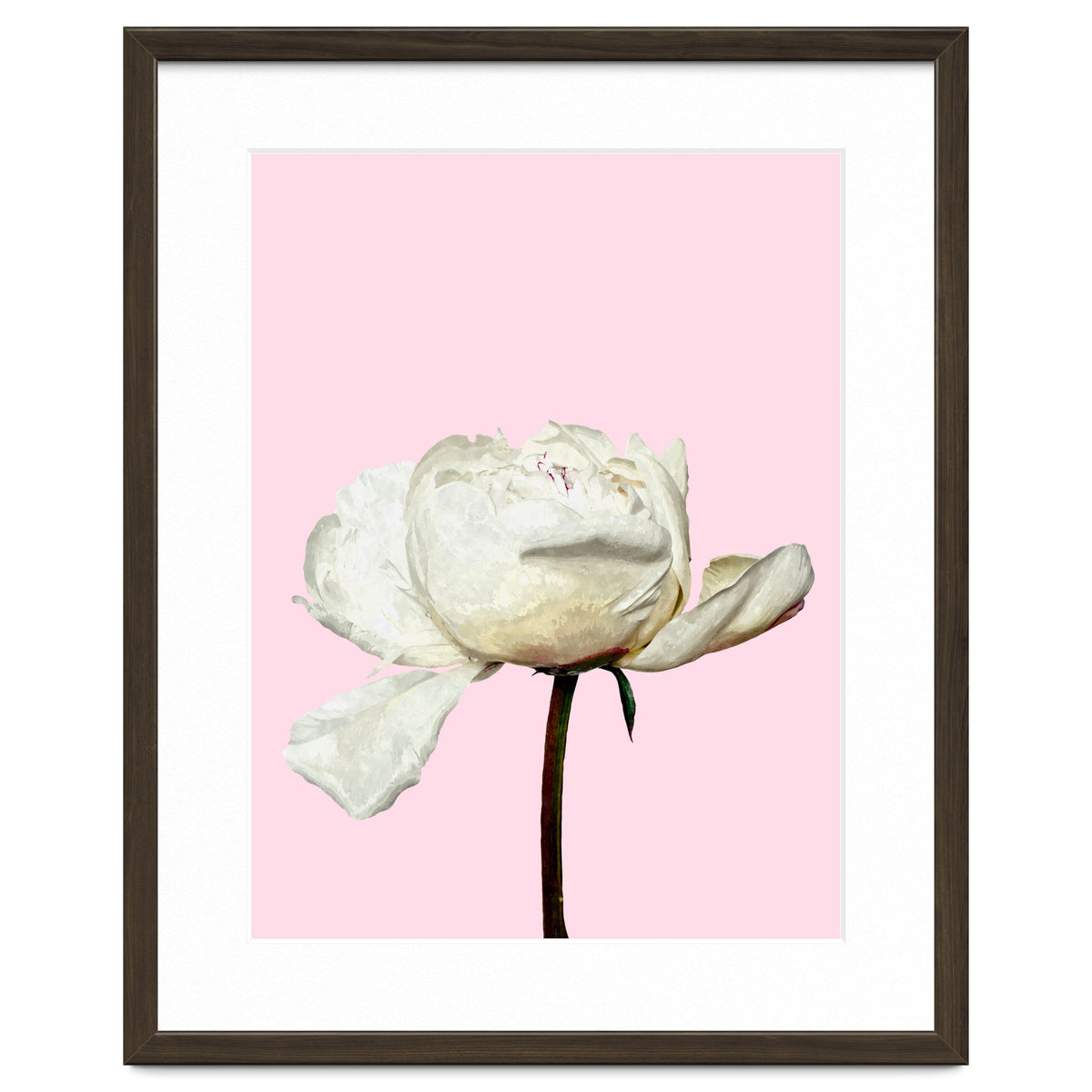White Peony Pink Background