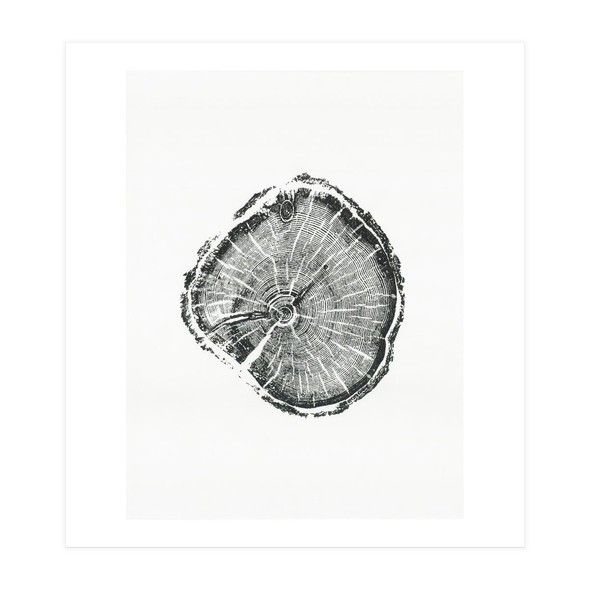 Tree Ring Print, Albion Basin, Utah, Pine Tree Print (Print Only)
