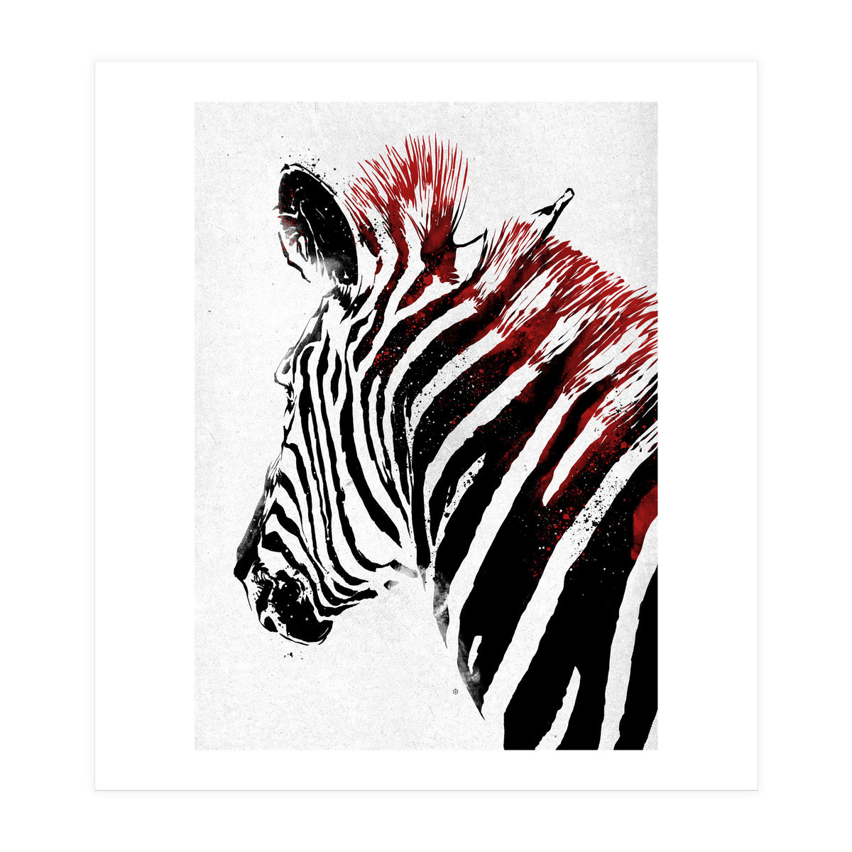 Zebra (Print Only)