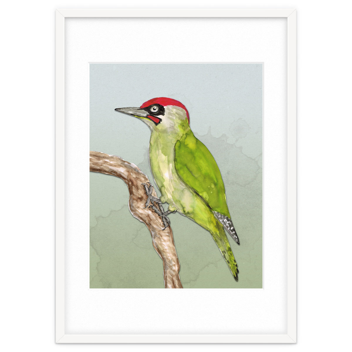 Green woodpecker