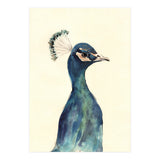 Peacock (Print Only) thumbnail