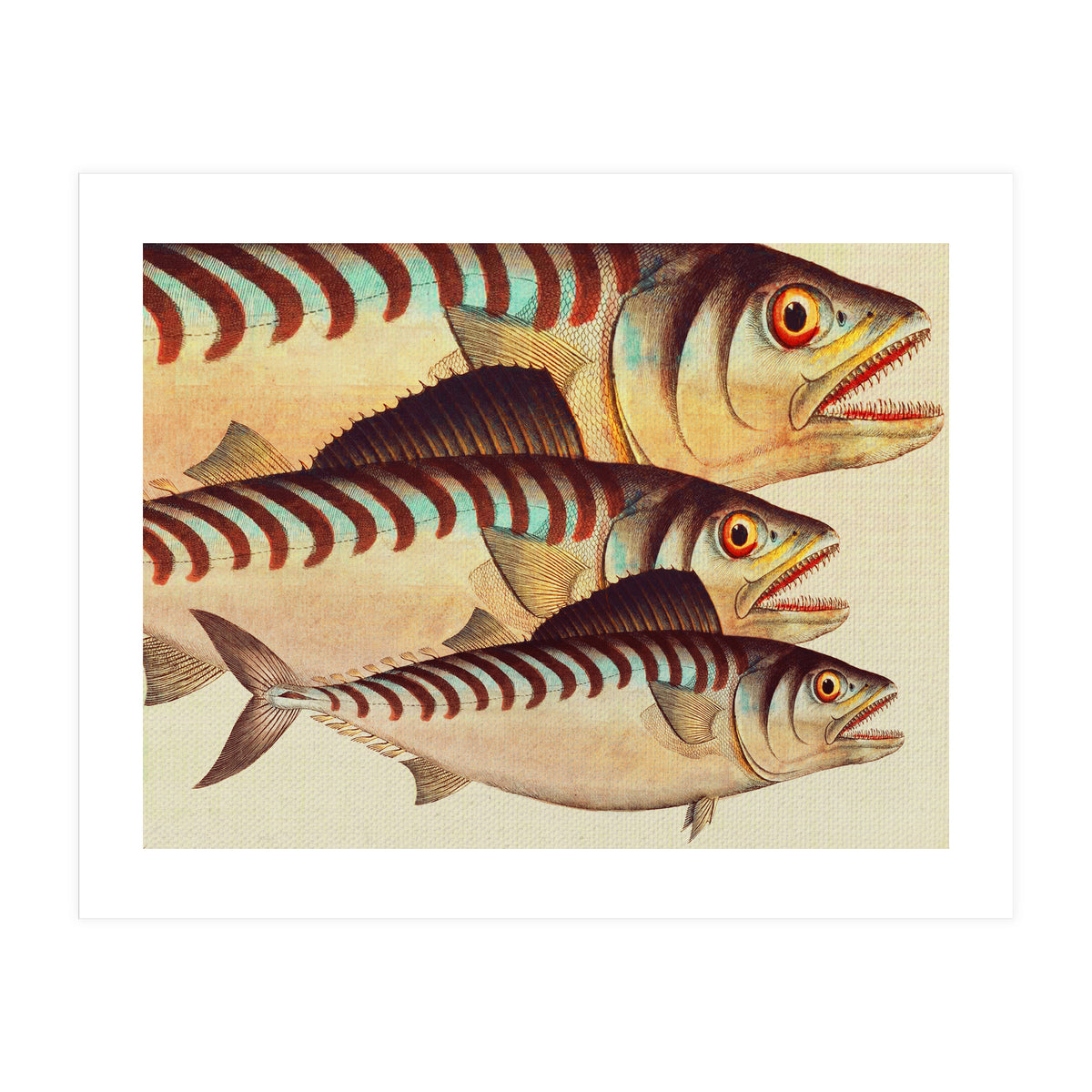 Fish Classic Designs 8 (Print Only)