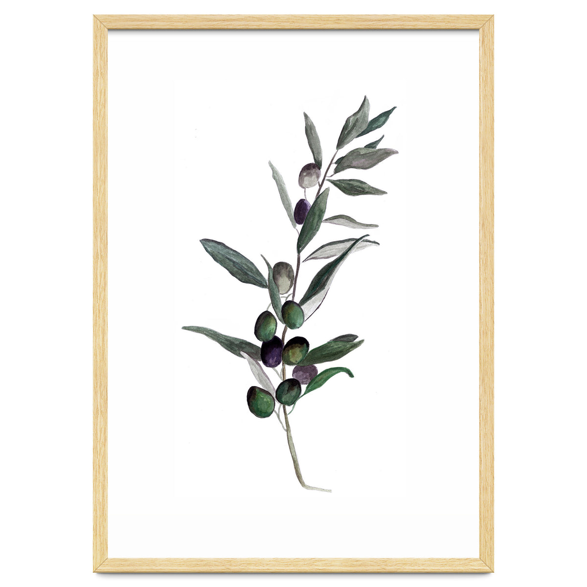 Botanical Illustration Olive