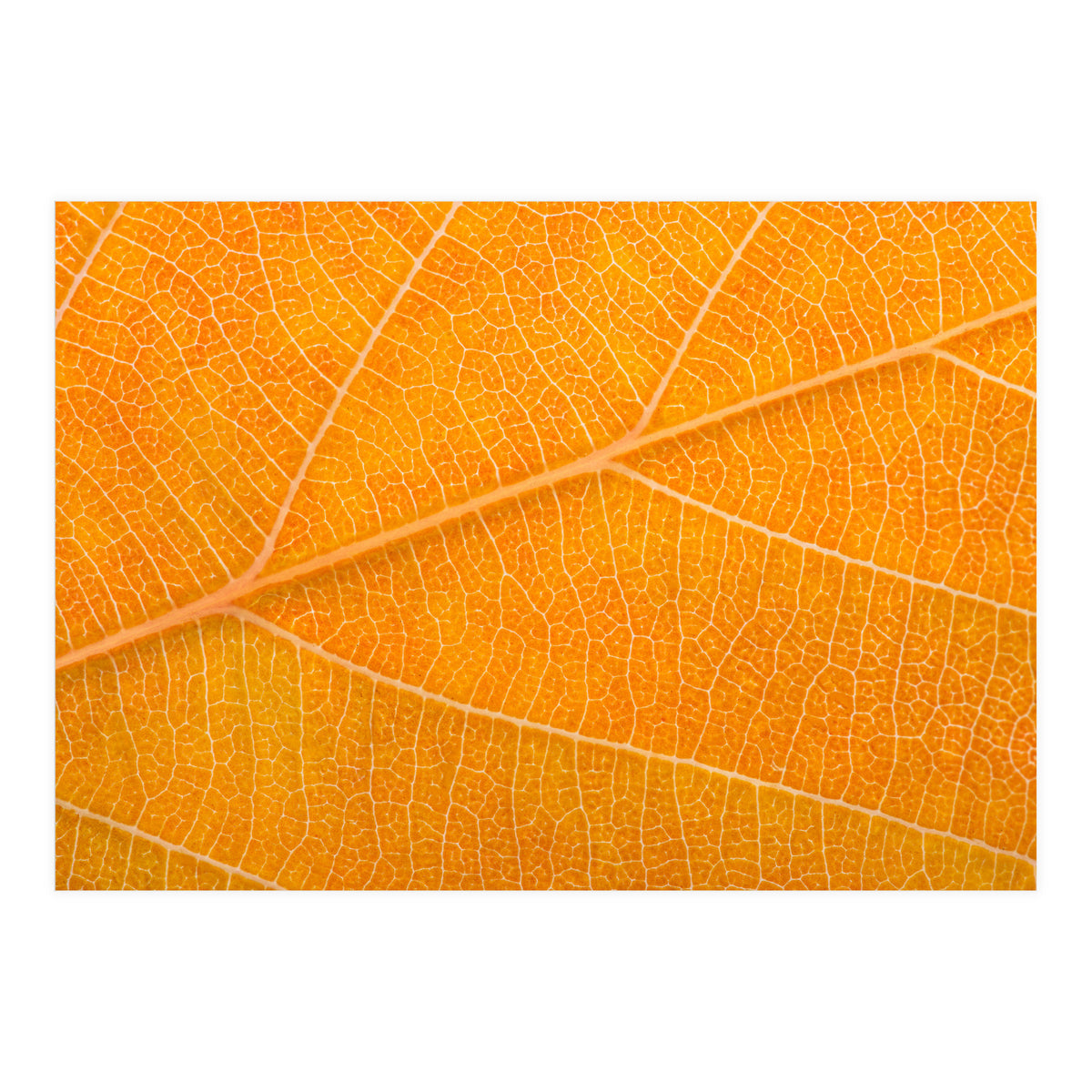 Autumn Leaf (Print Only)