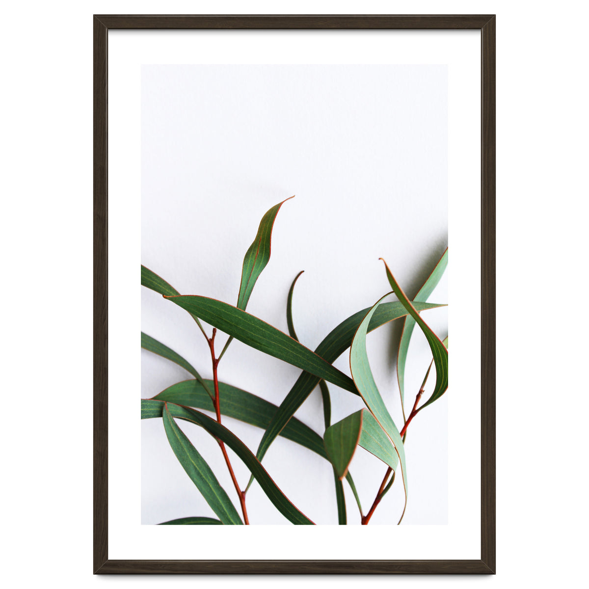 Green Eucalyptus leaves