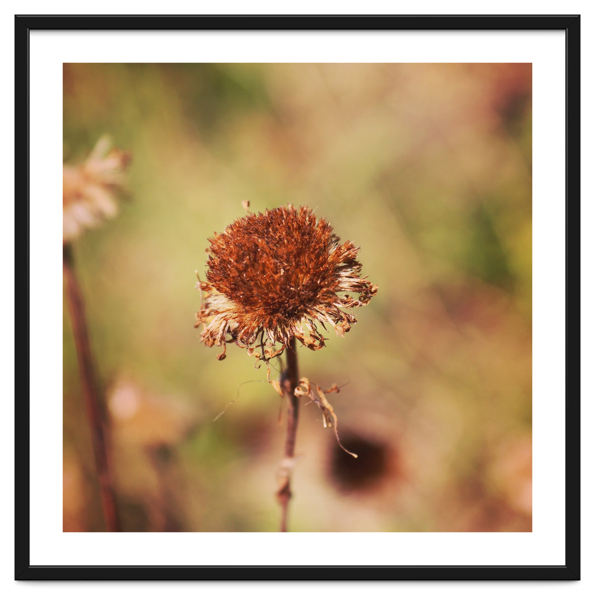 dried daisy