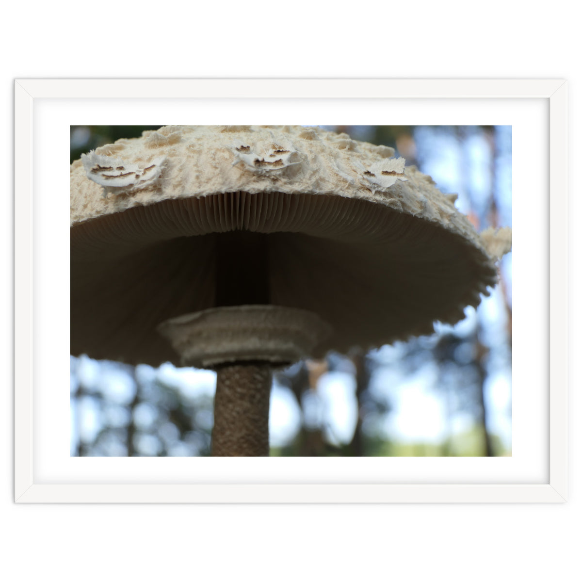 Shelter In The Woods