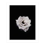White Rose (Print Only) thumbnail
