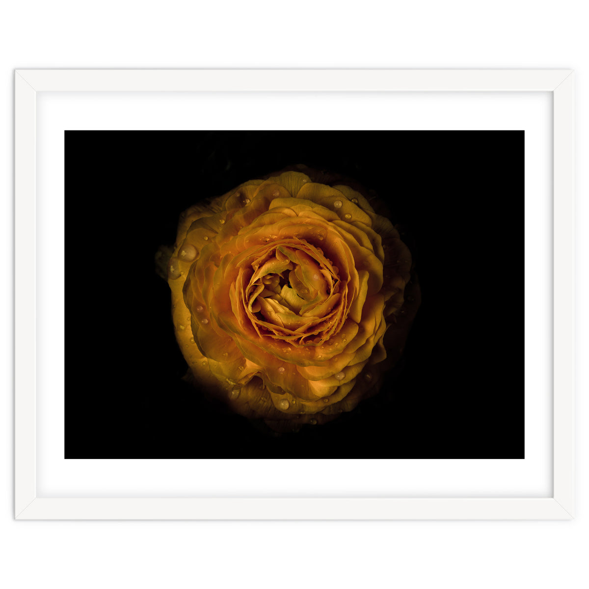 Backyard Flowers No 73 Color Version