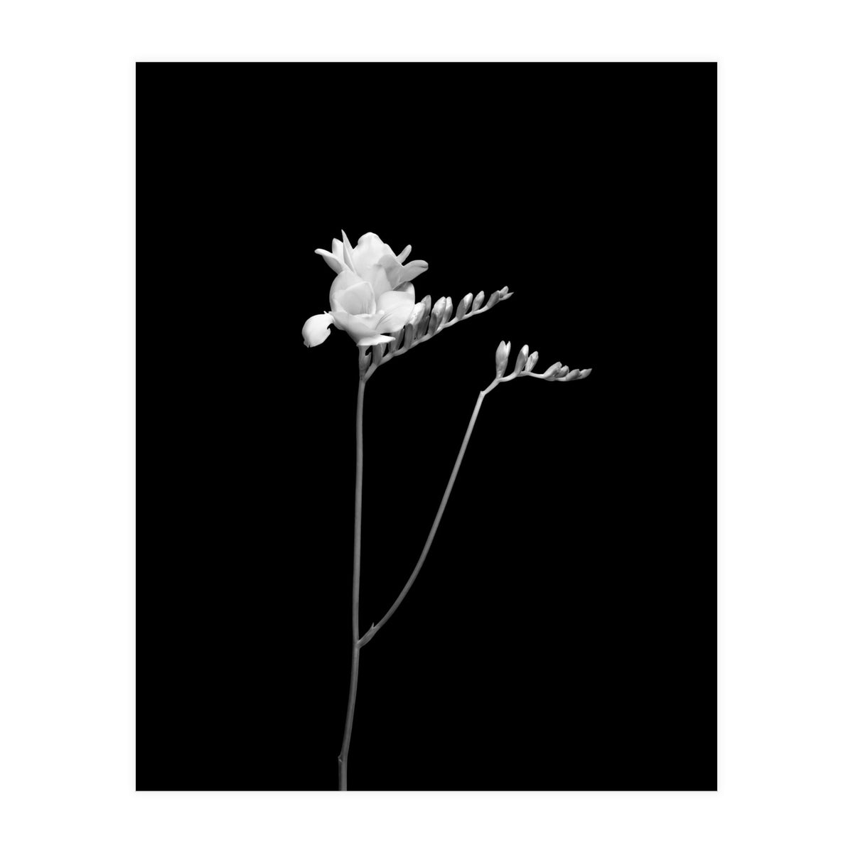 Freesia | dark design  (Print Only)