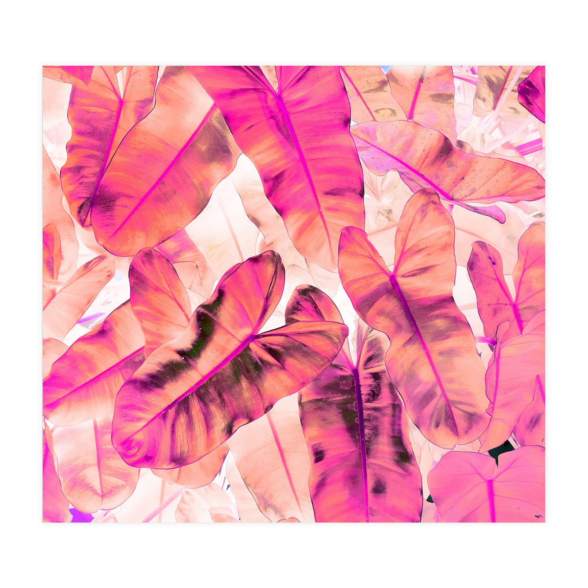 Pink Nirvana (Print Only)