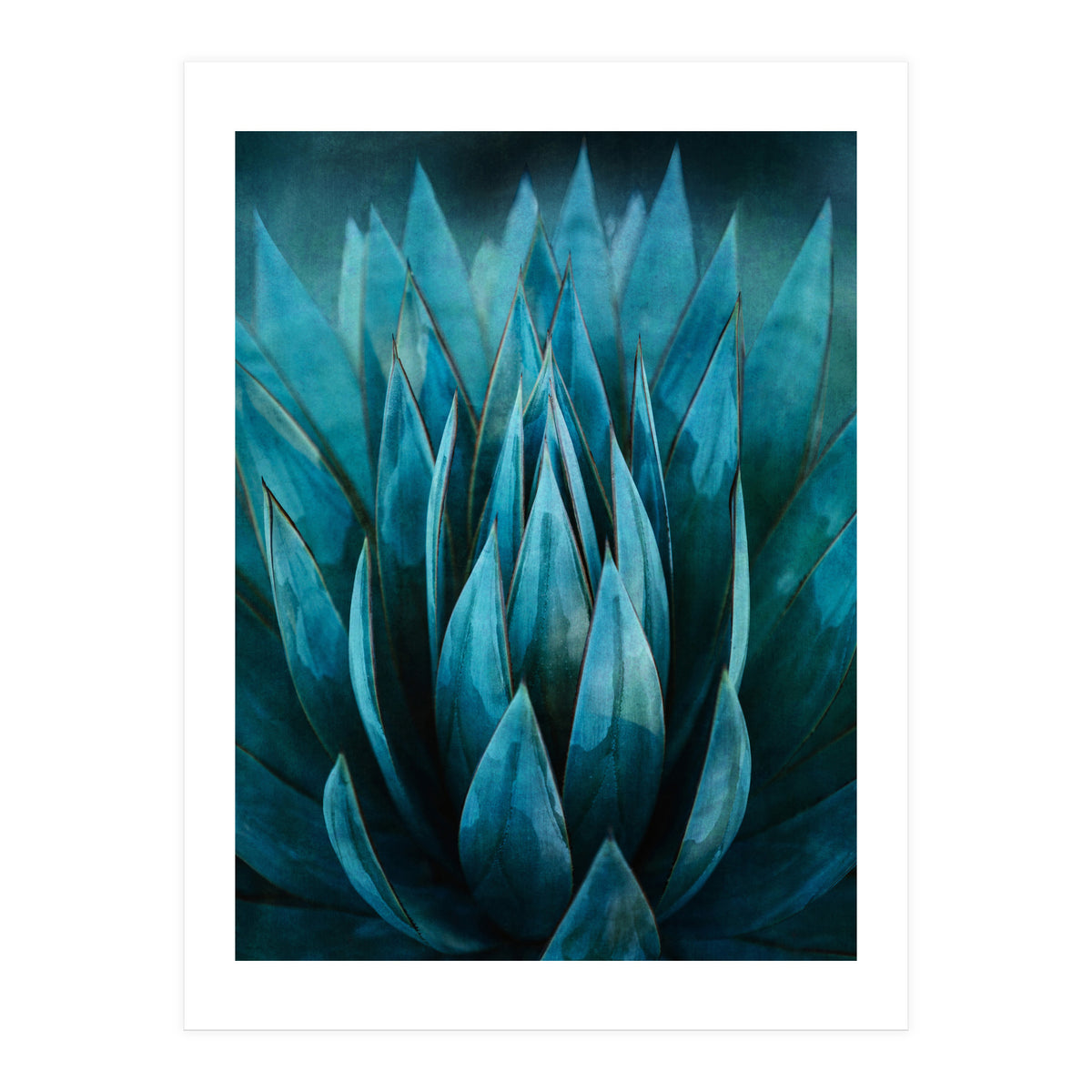 Blue Succulent (Print Only)