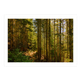 Cascade Trail (Print Only) thumbnail