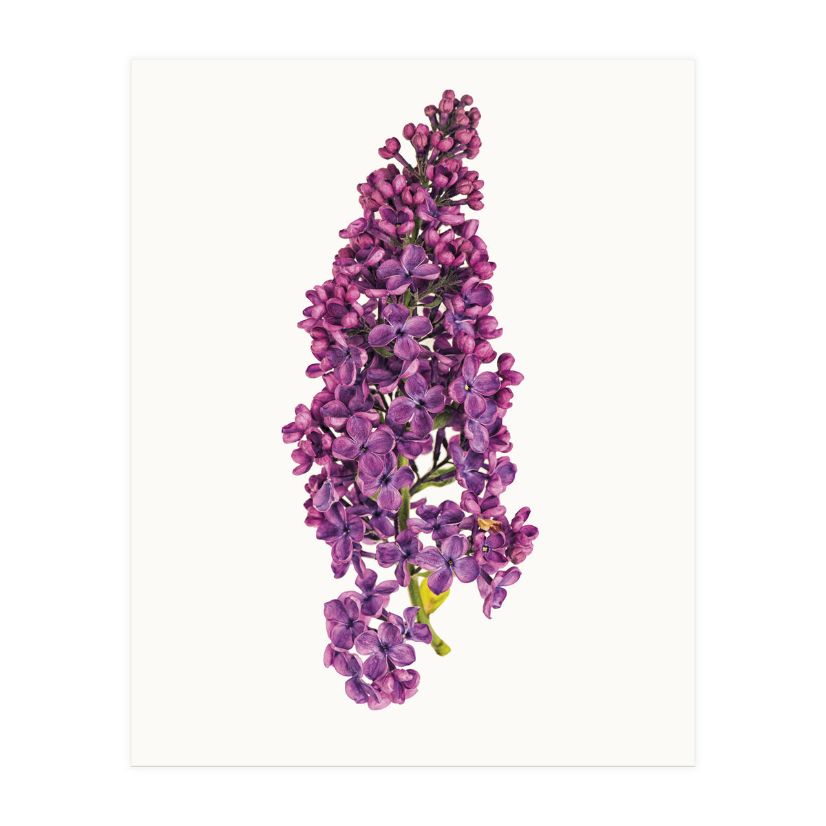 Cc Flower 07 (Print Only)