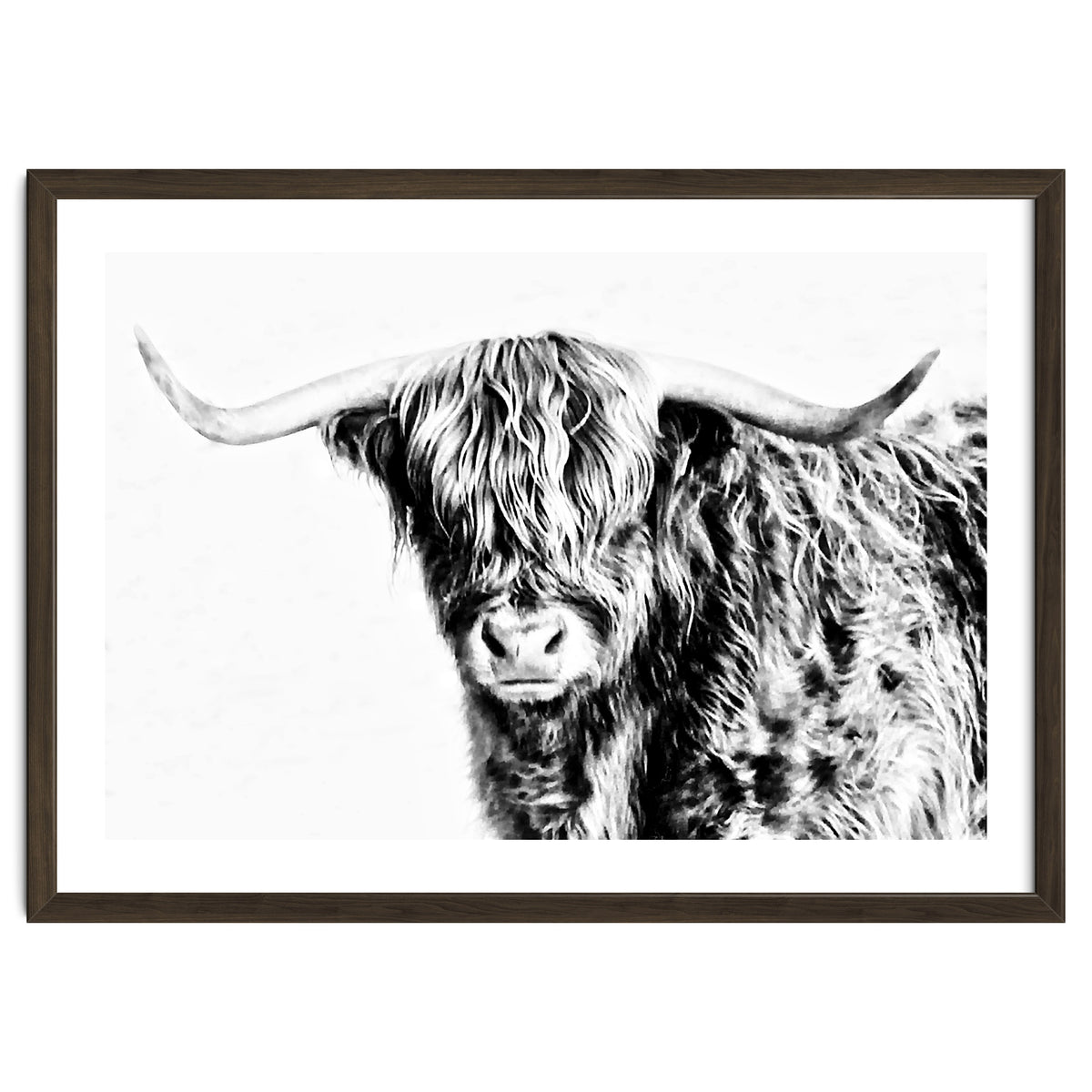 Highland bull