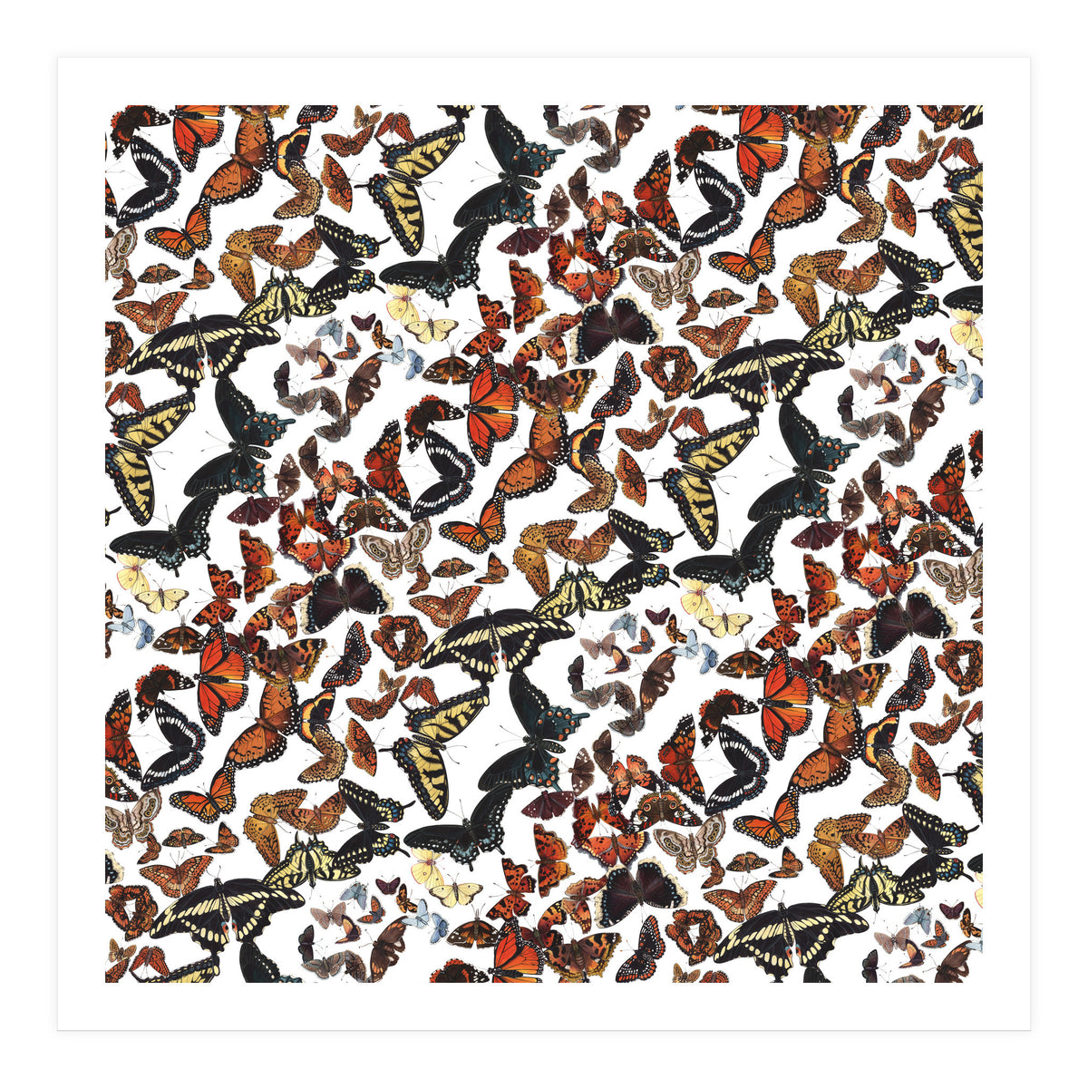 Maine Butterflies Pattern (Print Only)