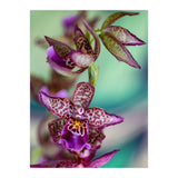Orchidee Flower (Print Only) thumbnail