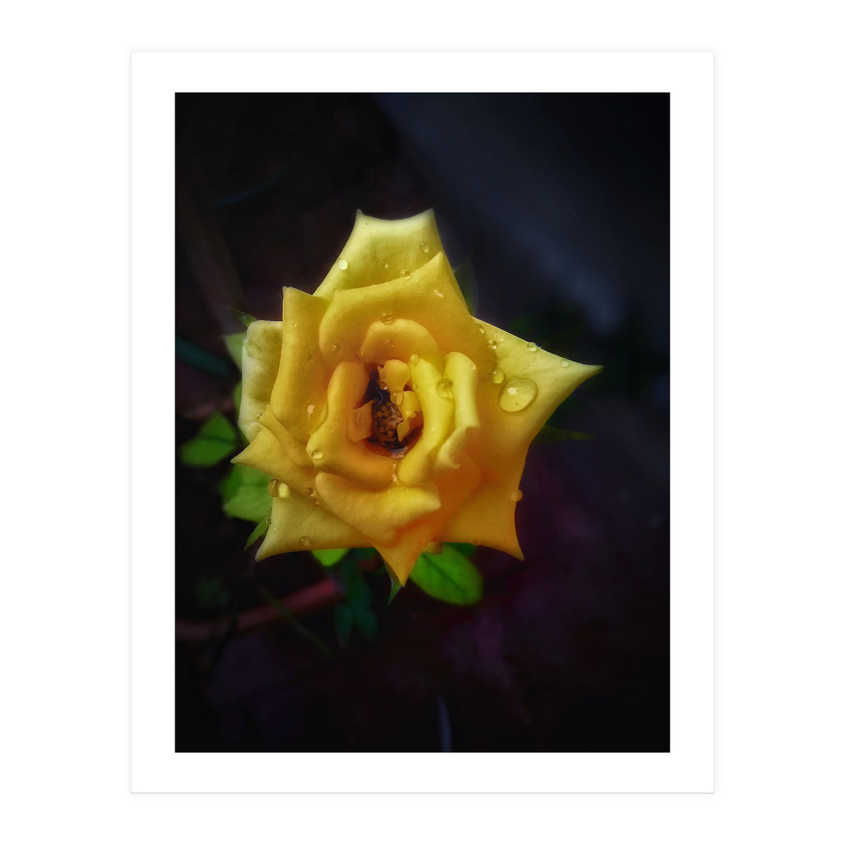 Yellow Flora (Print Only)