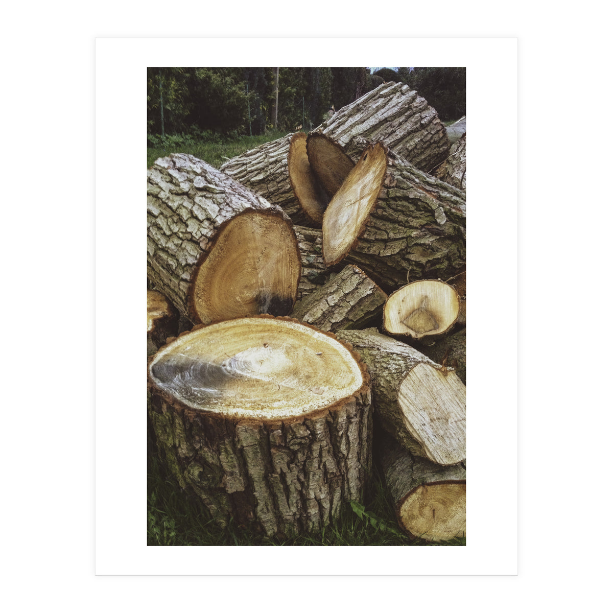 Bucolism 4 (Print Only)