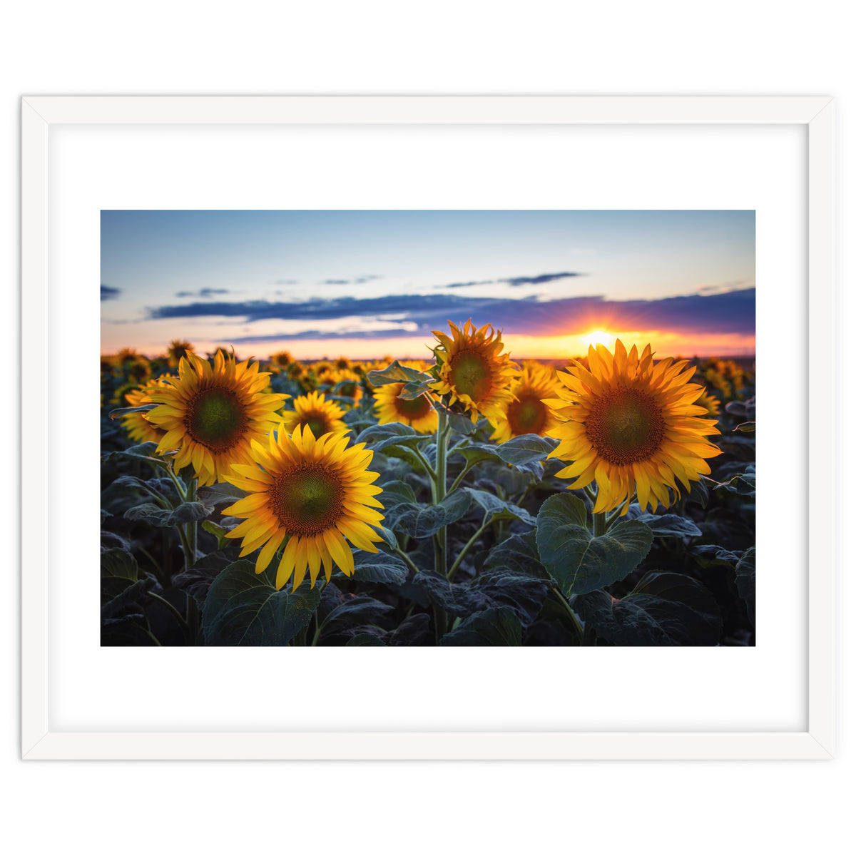 Sunflowers