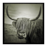 Elgol Cow (Print Only) thumbnail