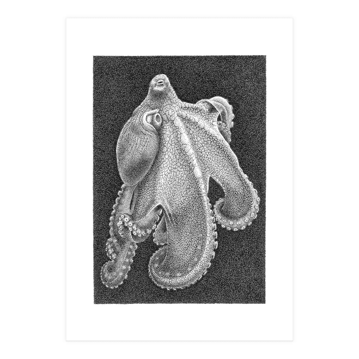 Octopus no. 2 (Print Only)