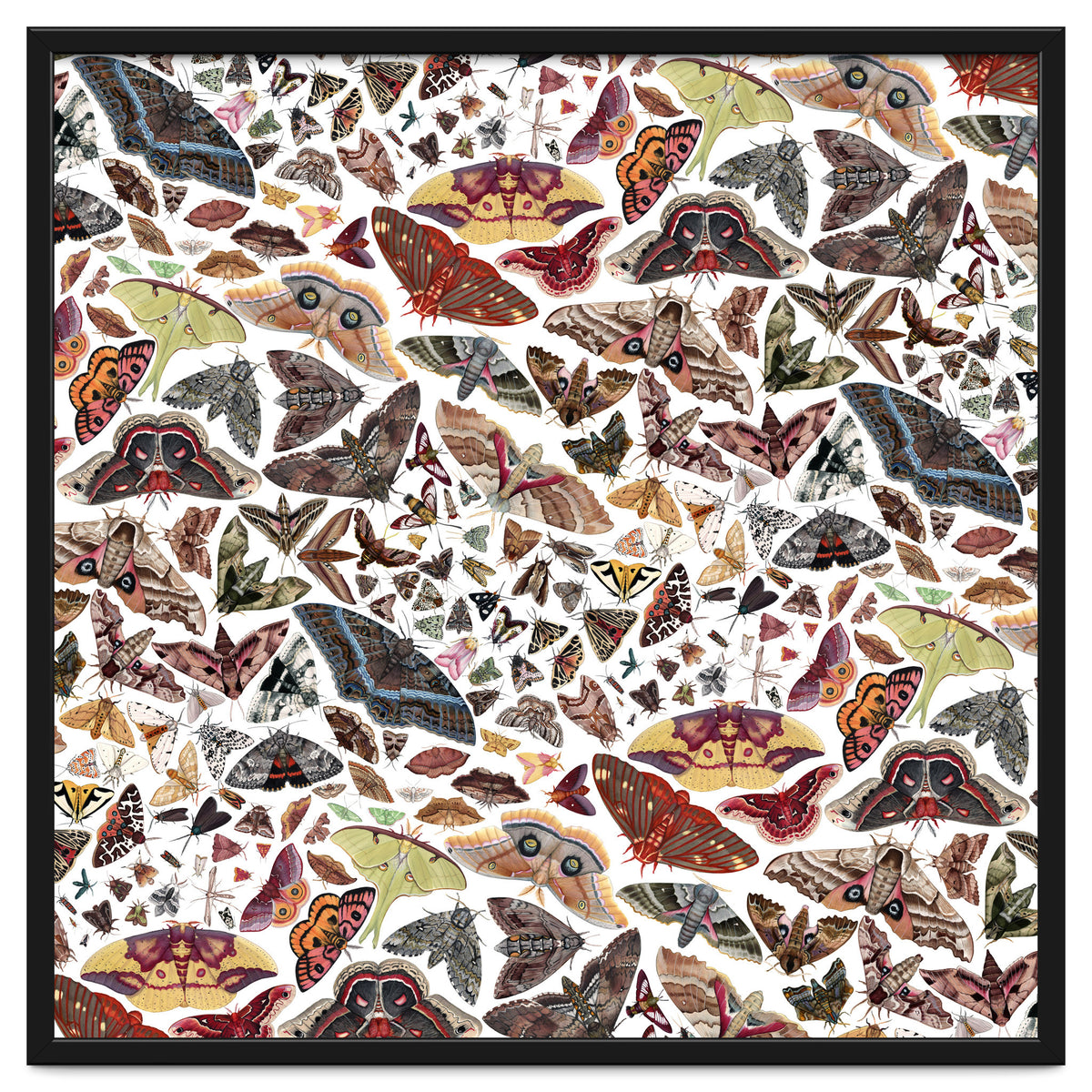 Moths of North America Pattern