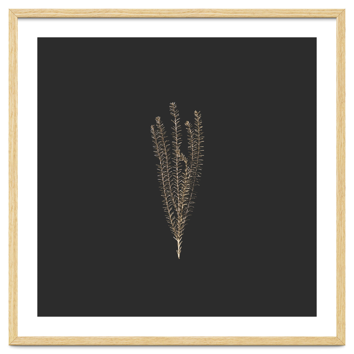 Delicate Fynbos Botanicals in Gold and Black - Square