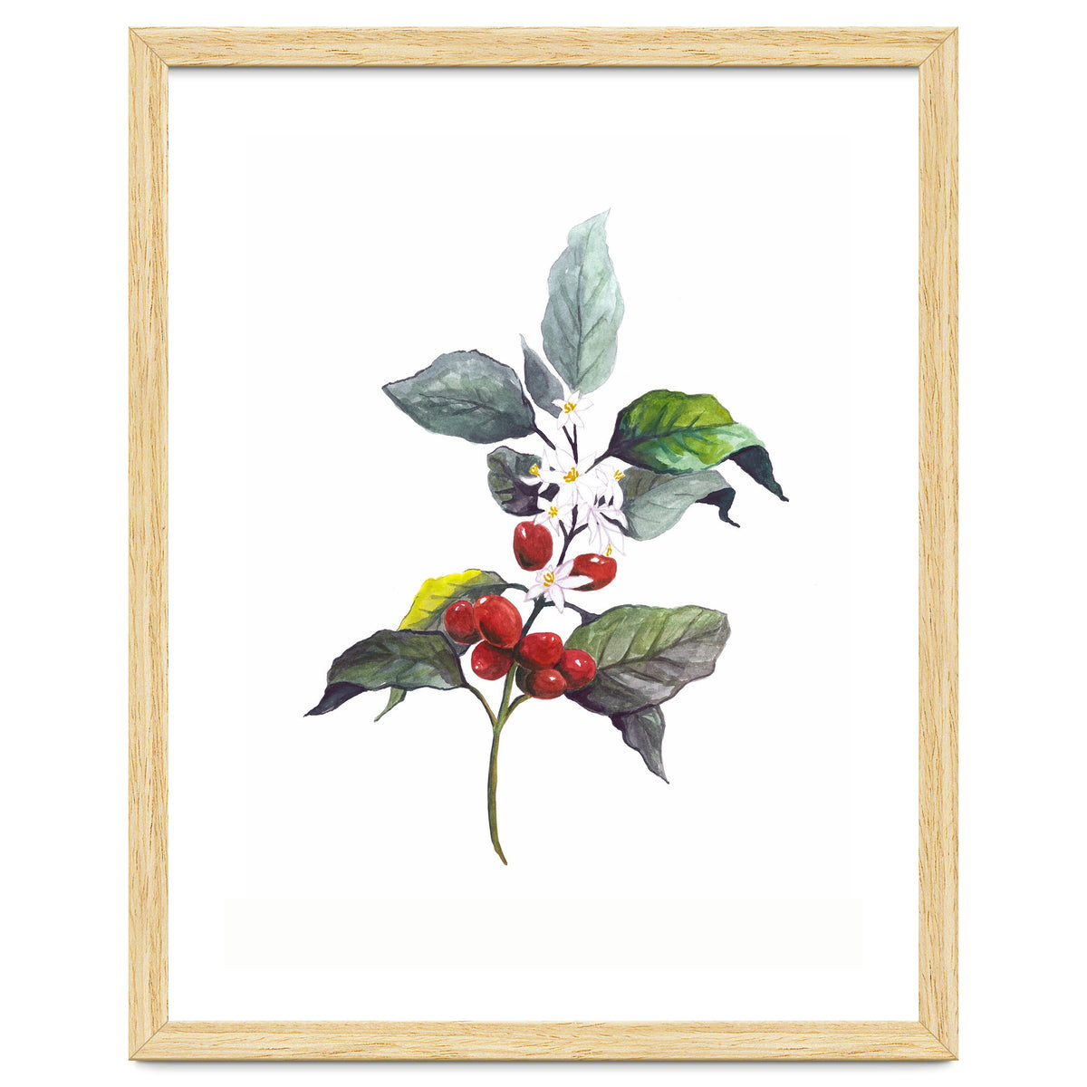 1 Botanical Illustration Kaffee Pflanze