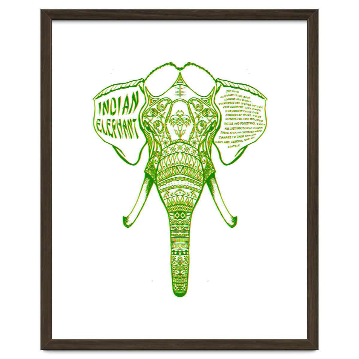 Indian Elephant