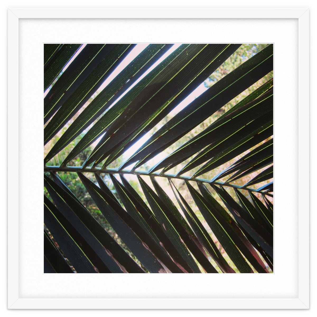 Palm leaf