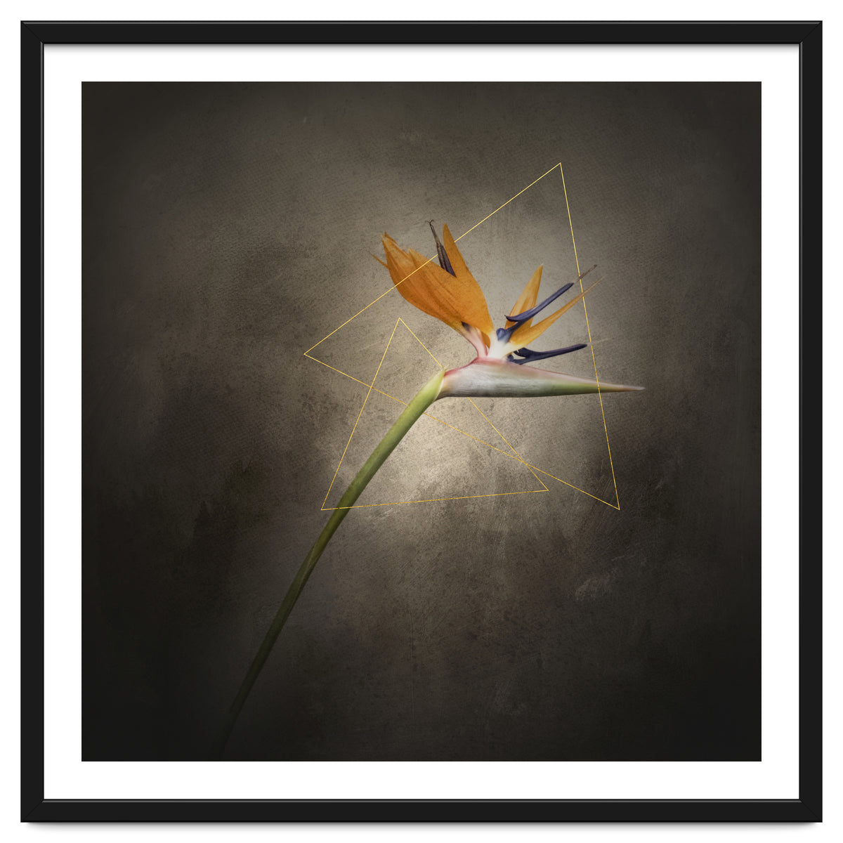 Graceful flower - Strelitzia | vintage style