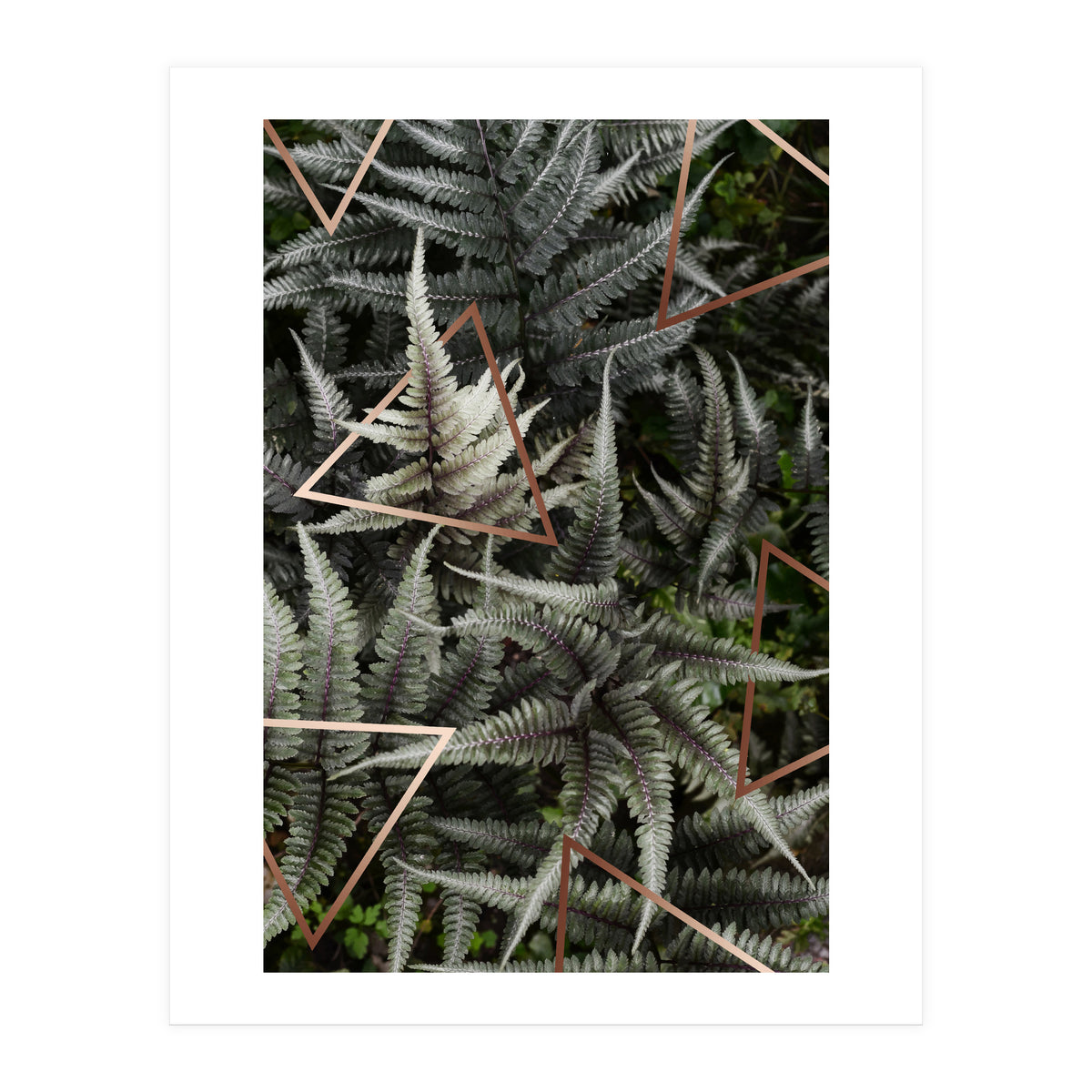 Fern Art (Print Only)