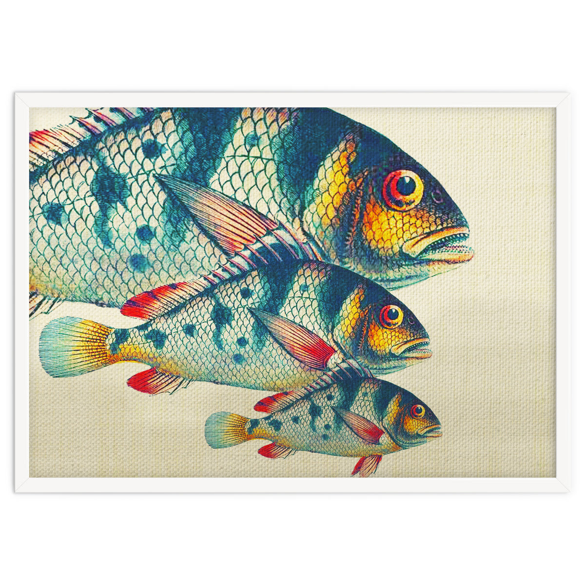 Fish Classic Designs 3
