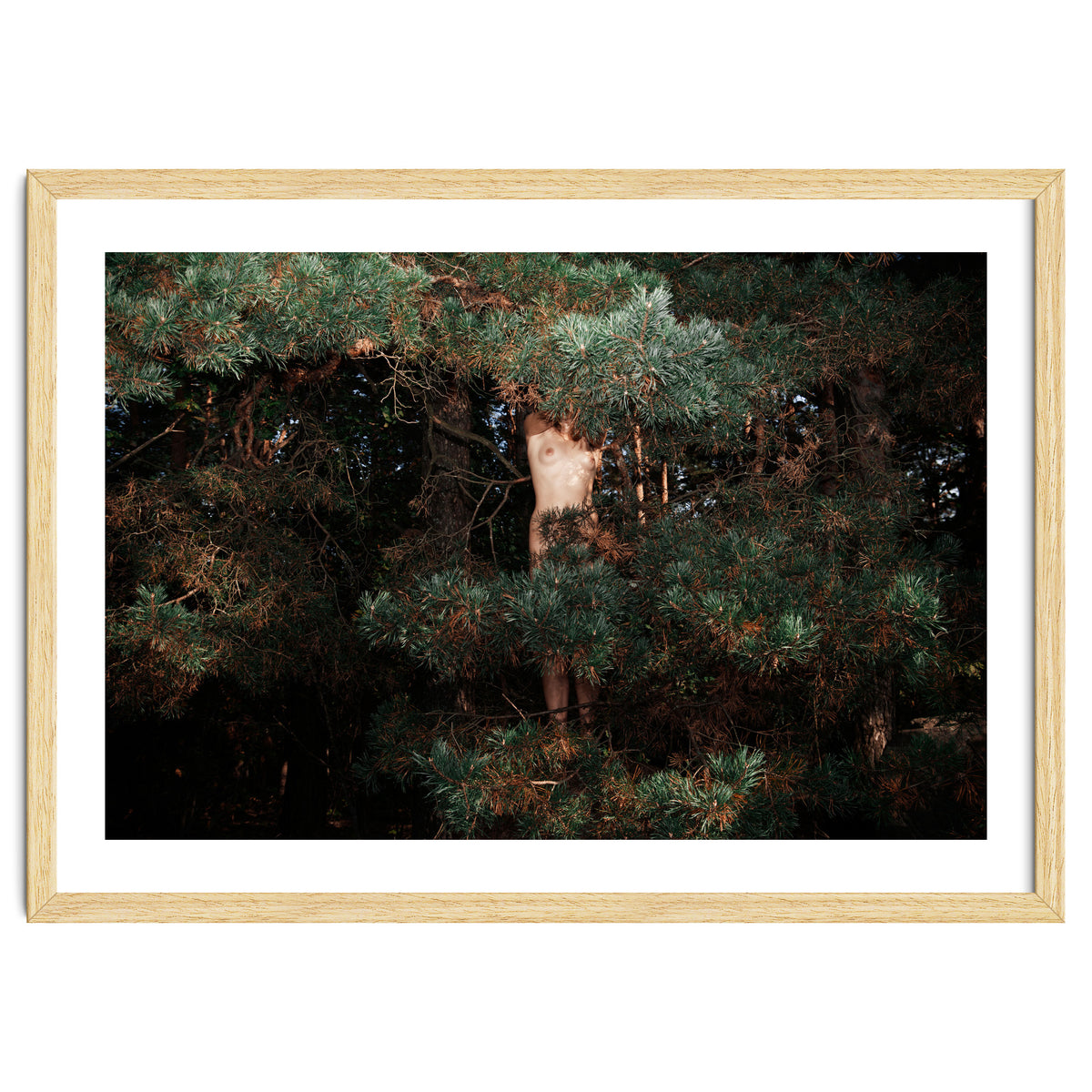 The Eyes of the Forest