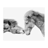 Horse Love in Iceland (Print Only) thumbnail