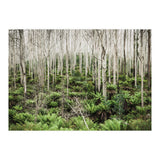 Forest After The Fire (Print Only) thumbnail