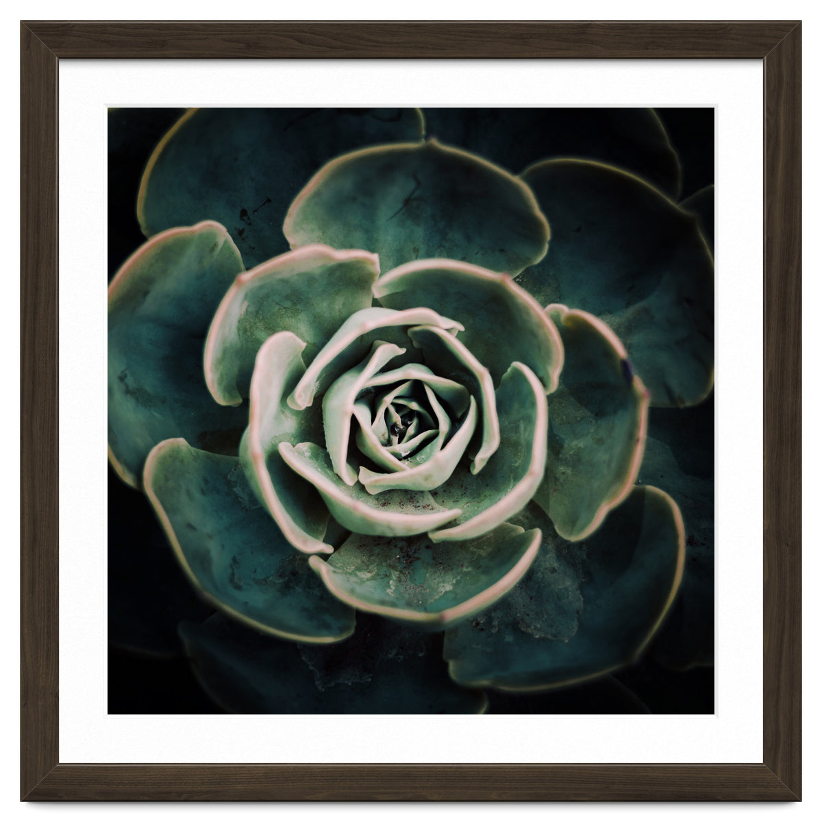 DARKSIDE OF SUCCULENTS IV-A