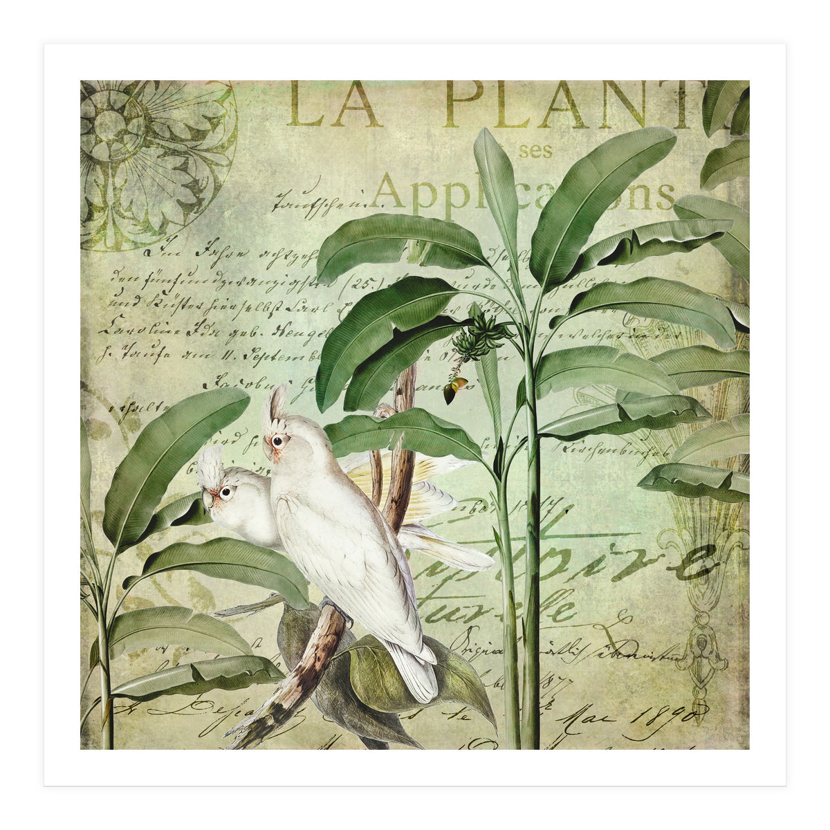 Nostalgic Cockatoo  (Print Only)