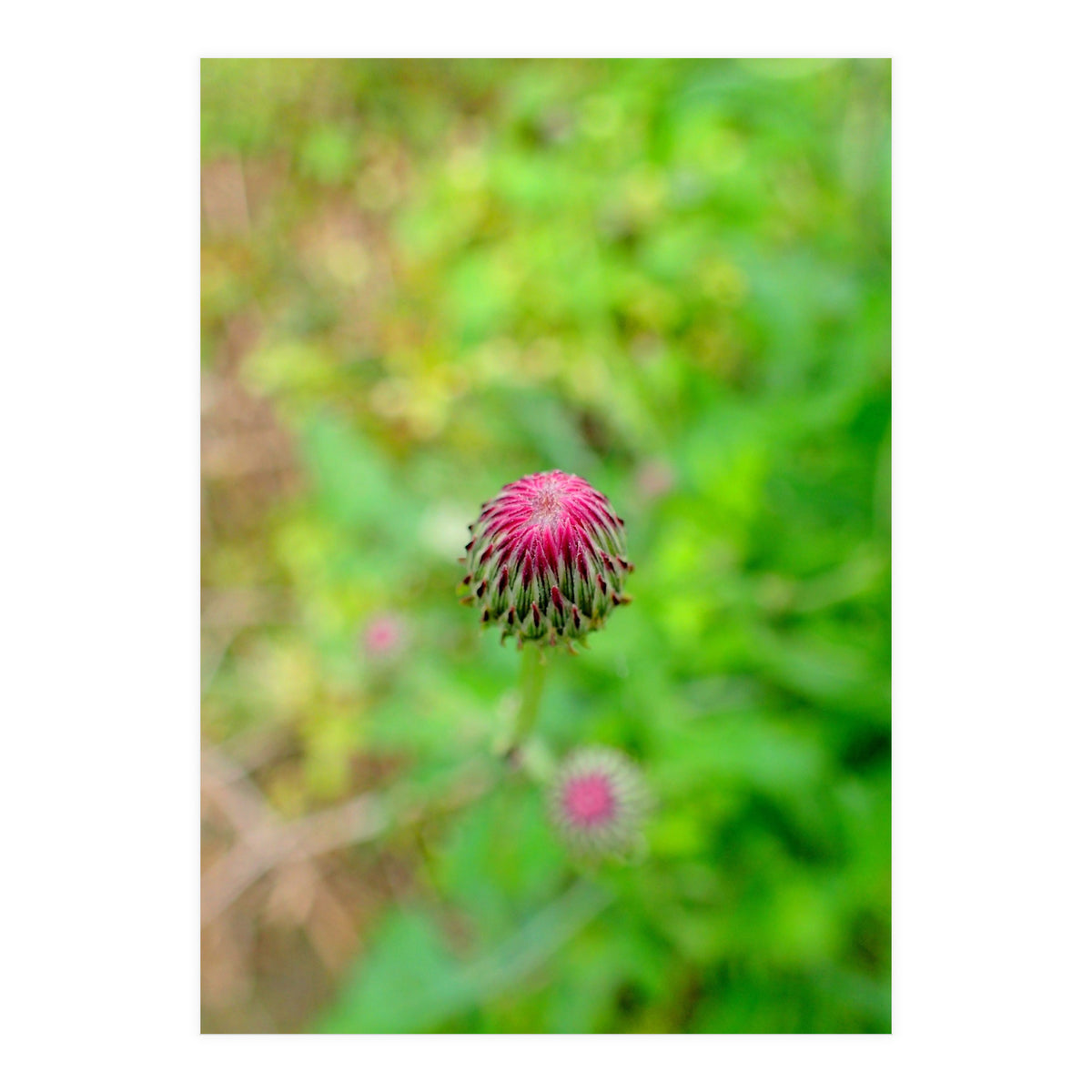 Eye Bud (Print Only)