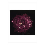 Shining Red Rose (Print Only) thumbnail